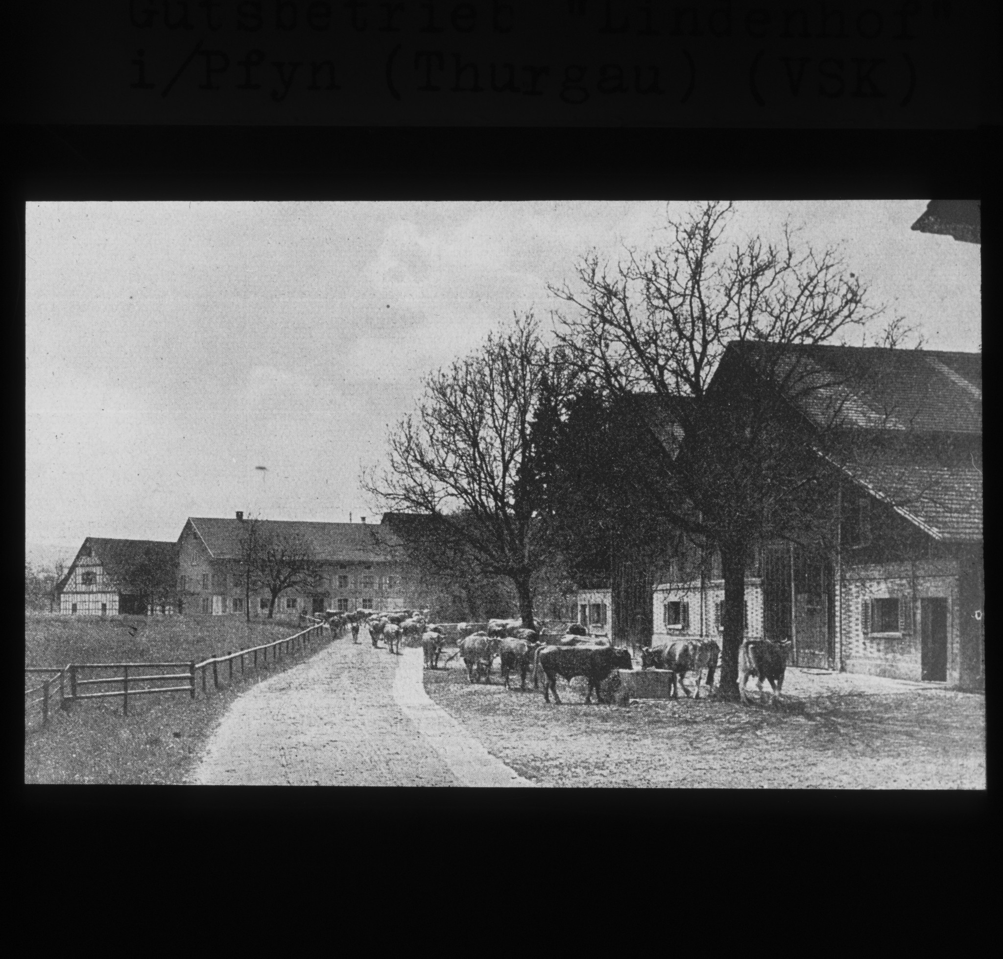 Dia: Gutsbetrieb "Lindenhof" des V.S.K. (Verband schweizerischer Konsumvereine) in Pfyn.