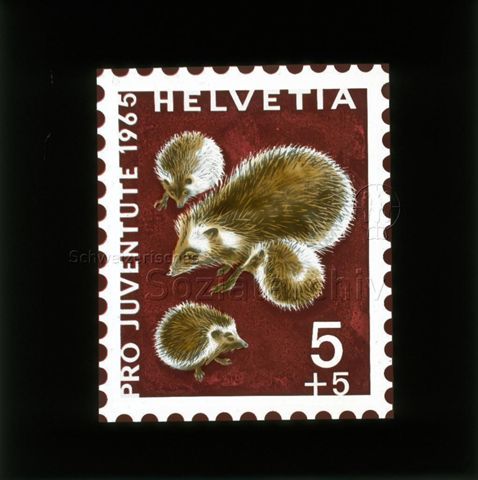 Diaserie von Kinodias, "alten Dias" und Karten der Pro Juventute; "Pro Juventute 1965 Helvetia 5 +5"; Briefmarke mit Igelfamilie; 1965