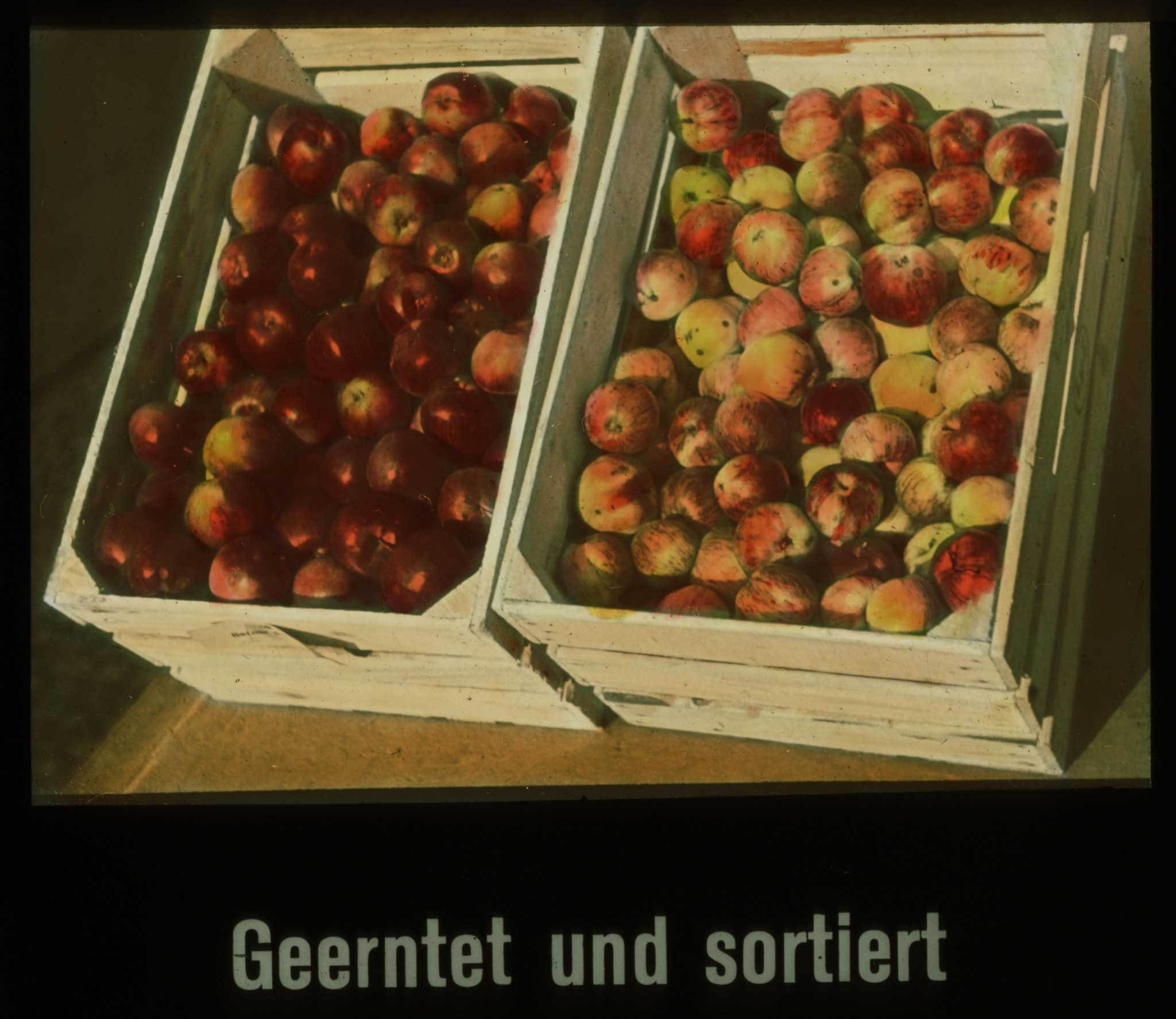 Dia: Äpfel in Kiste: "Geerntet und sortiert".