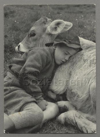 Schlafender Hirtenbub und ruhendes Kalb, um 1950