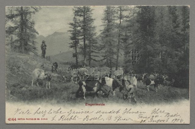 Ziegenweide