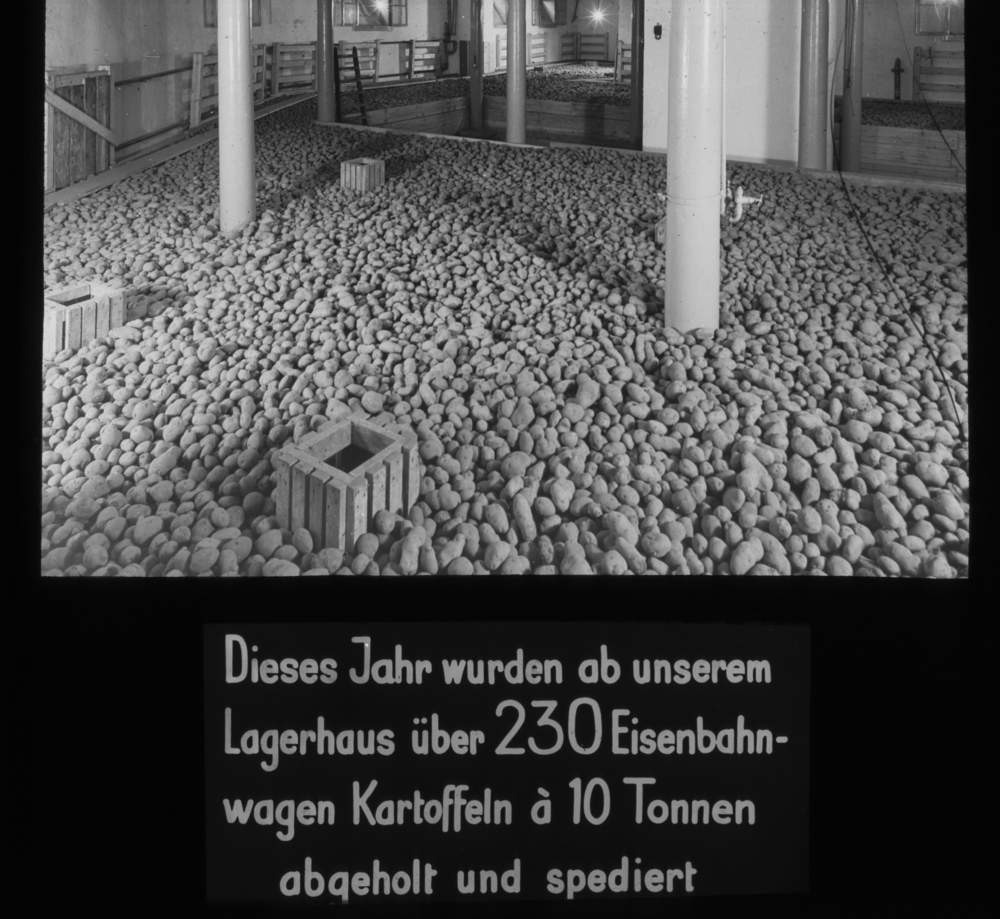 Dia: Lagerhaus, mit Kartoffeln gefüllt: "Dieses Jahr wurden ab unserem Lagerhaus über 230 Eisenbahnwagen Kartoffeln à 10 Tonnen abgeholt und spediert".