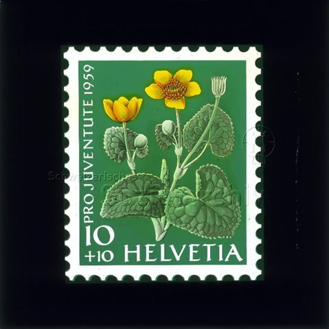 Diaserie Briefmarken; "Helvetia 10 +10, Pro Juventute 1959"; Sumpfdotterblume; 1959