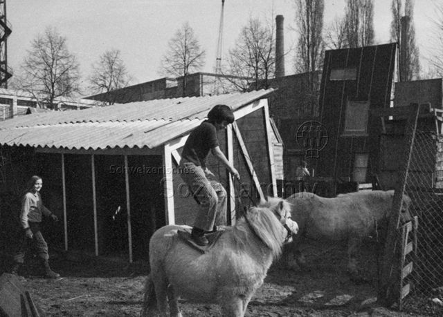 "Auf Robinsonspielplatz Volta, Basel - Ponyhaltung" - Ein Junge steht auf einem Pony; 1973