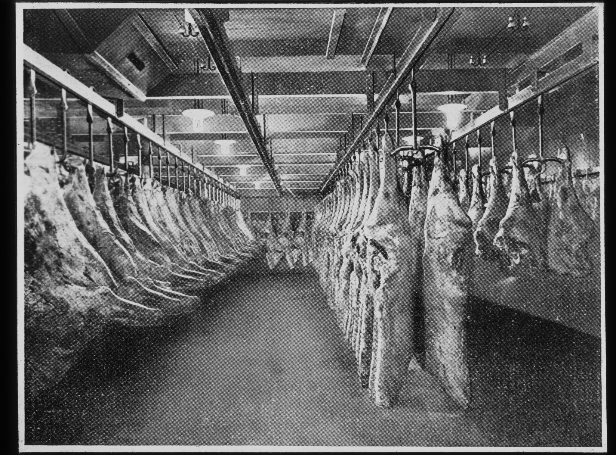 Dia: Aufgehängte Tierkadaver in der Fleisch-Kühlanlage der Bell AG in Basel.