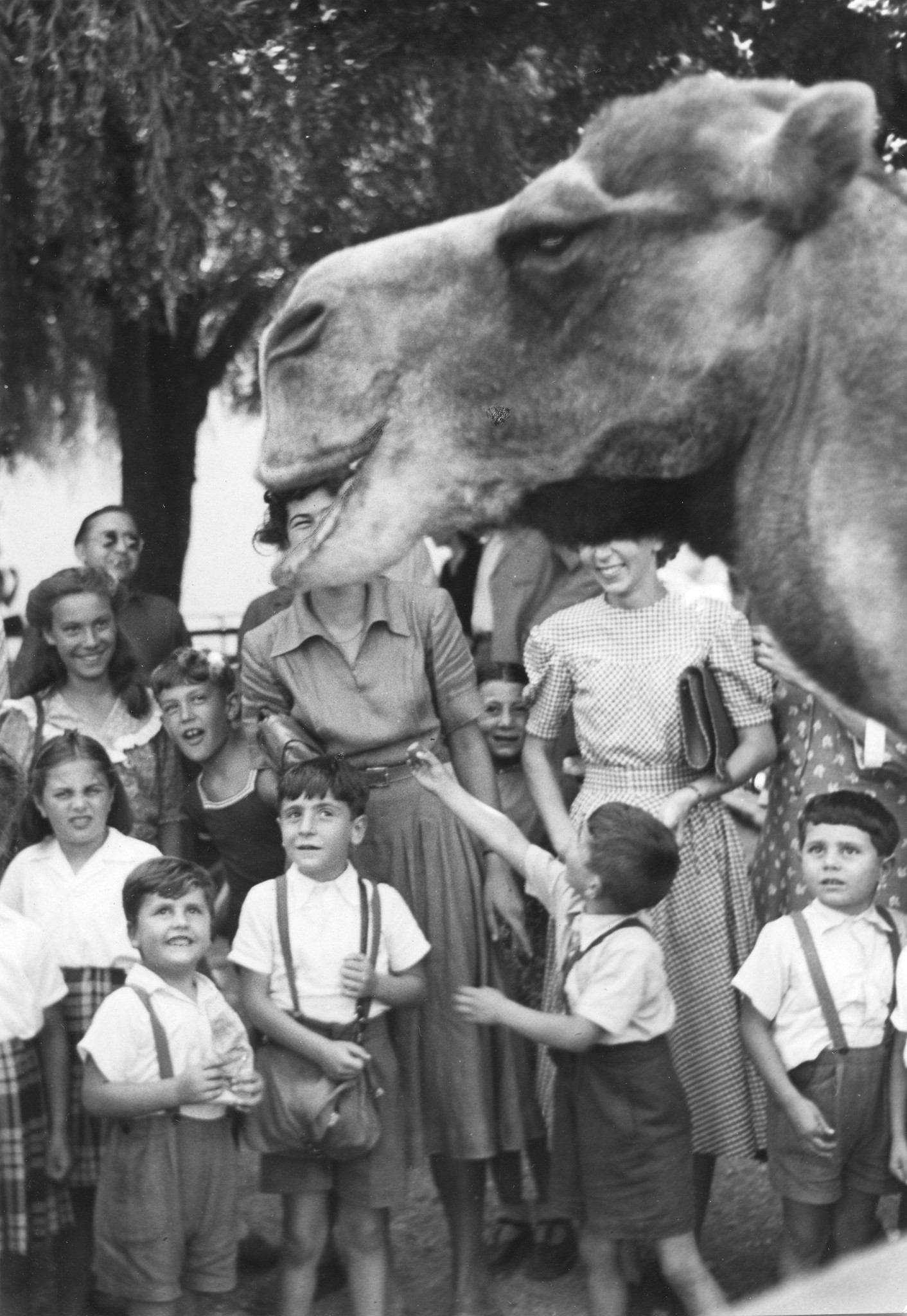 Kinder bestaunen ein Kamel, vermutlich im Zoo Zürich, 1948