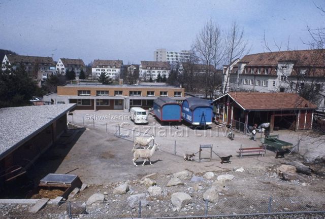 "Freizeitanlage Buchegg", Zürich - Tierhaltung, Lamas, Ziegen; um 1970
