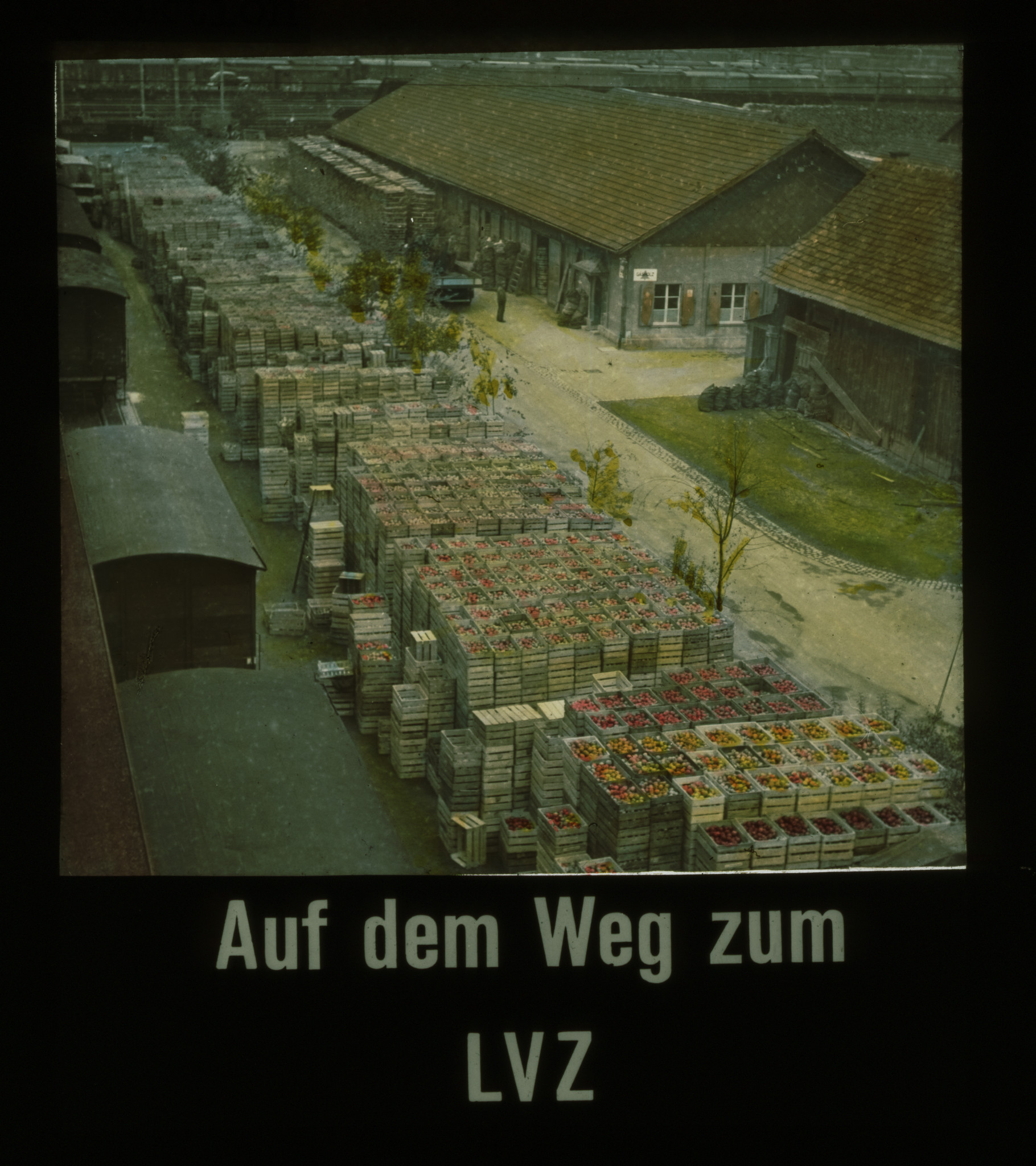 Dia: In Kisten abgefülltes Obst vor dem Transport in die Filialen: "Auf dem Weg zum LVZ".