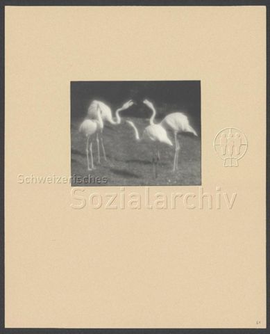 Fotoalbum "Verschiedenes 1920-1958" von Heinrich Pfenninger (1884-1966), Mitglied Photographische Gesellschaft Zürich