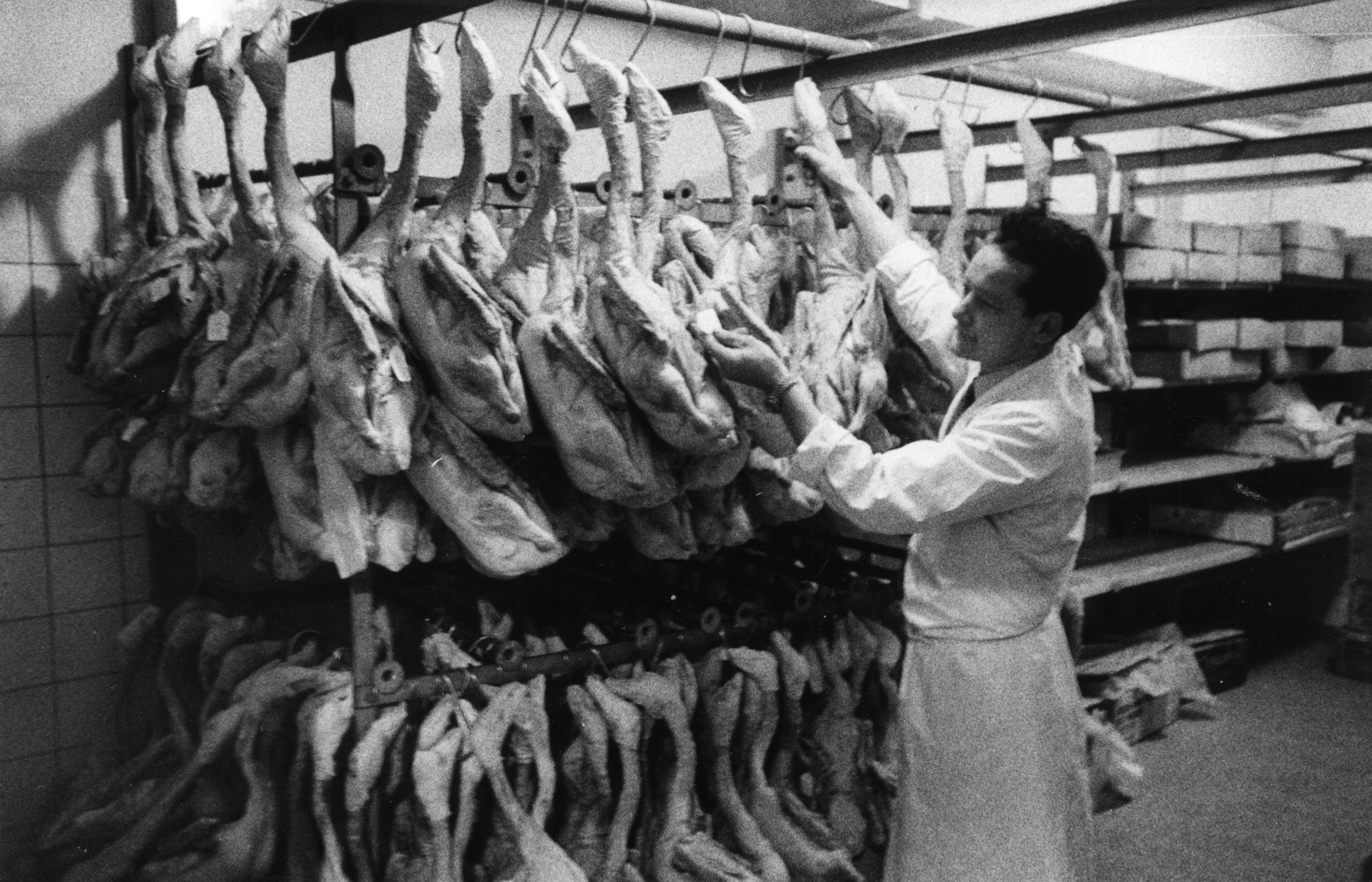 Metzger beim Aufhängen von Geflügel
