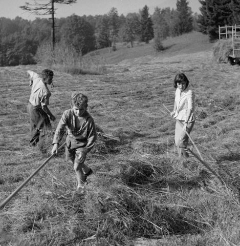 Praktikantinnenhilfe - Vater, Junge und Praktikantin beim Heuen; um 1965