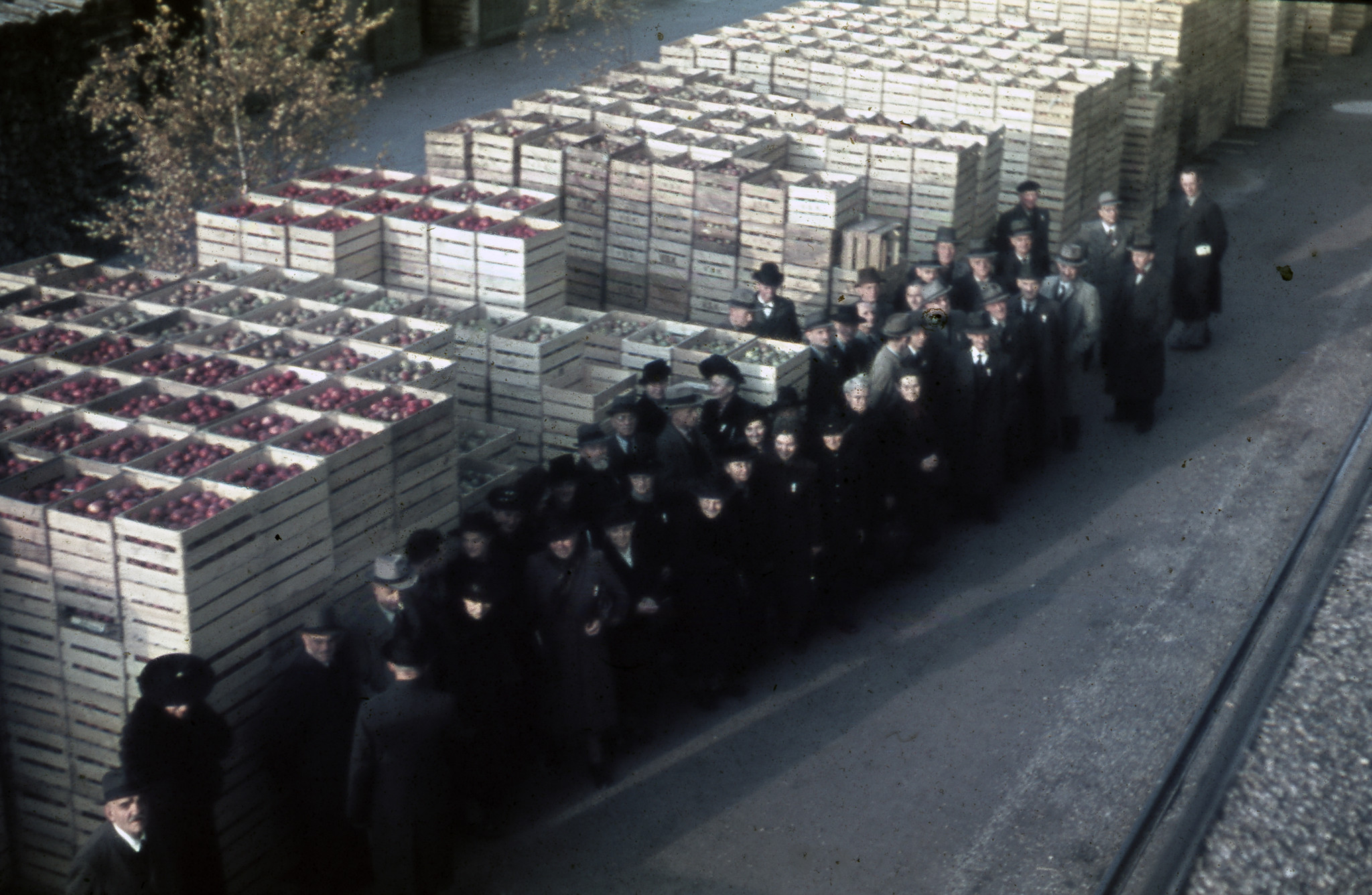 Besucher einer Betriebsbesichtigung (?), gestapelte Holzharasse mit Äpfeln, ca. 1955