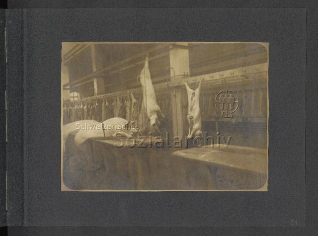 Fotoalbum "Standortschlächterei München im Weltkriege 1916"- geschlachtete Schweine
