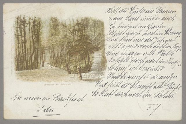 Zürich: Im Sihlwald