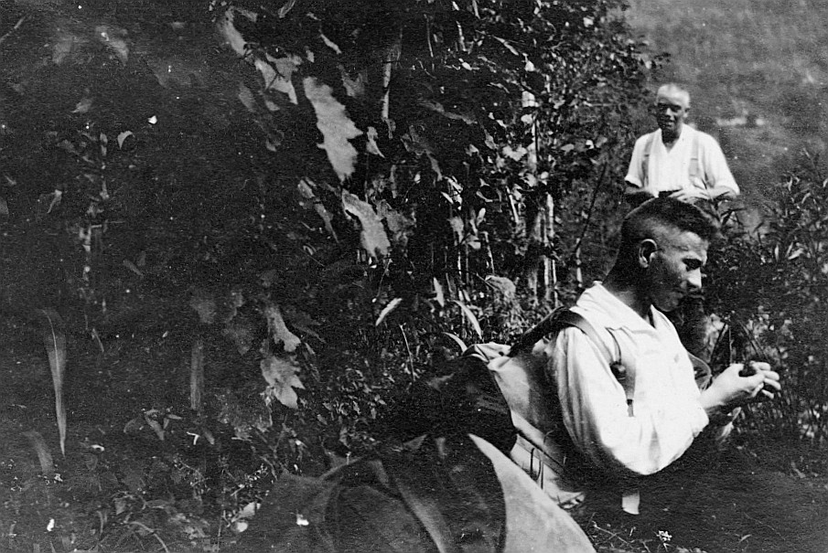 Die Trauben von Intragna Wandervögel beim Weinberg (15. September 1919)