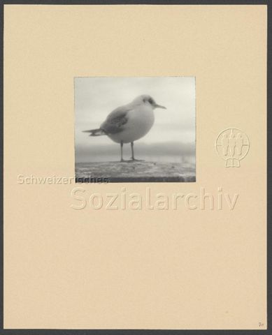 Fotoalbum "Verschiedenes 1920-1958" von Heinrich Pfenninger (1884-1966), Mitglied Photographische Gesellschaft Zürich
