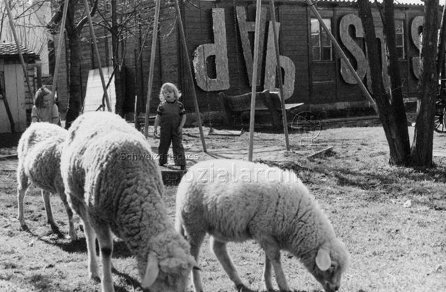 "Teilansicht der erweiterten Freizeitanlage Zofingen AG" - Schafe, Kinder, Schaukel; um 1975