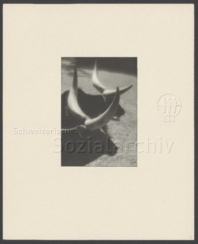 Fotoalbum "Verschiedenes 1920-1958" von Heinrich Pfenninger (1884-1966), Mitglied Photographische Gesellschaft Zürich