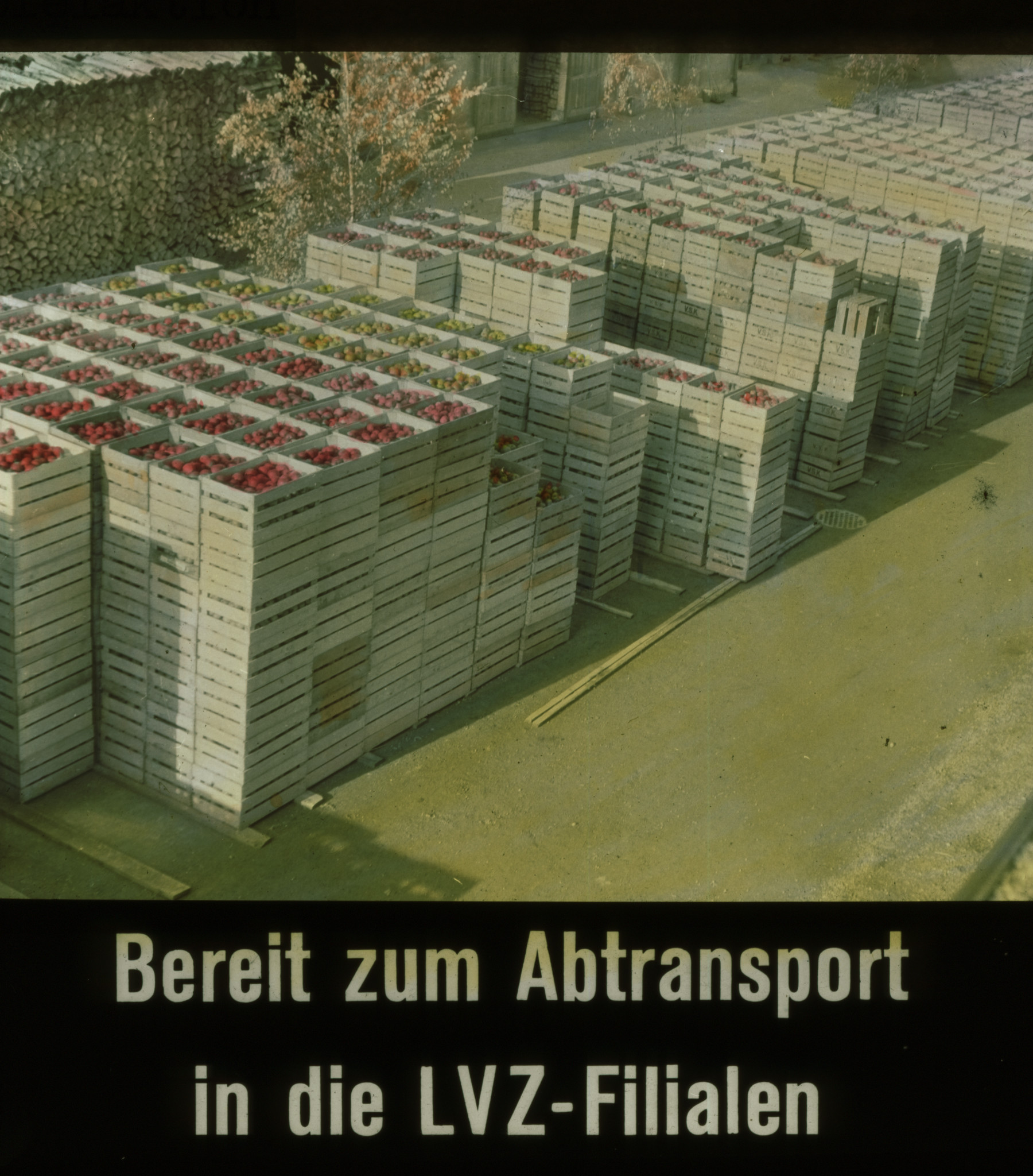 Dia: Gestappelte Kisten mit Obst im Lager des LVZ: "Bereit zum Abtransport in die LVZ-Filialen".