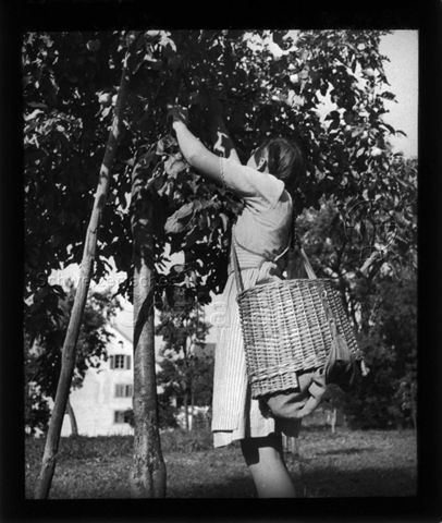 Diaserie zum Thema Mädchen; ein Mädchen mit einem Korb um die Schulter am Äpfel pflücken; um 1940