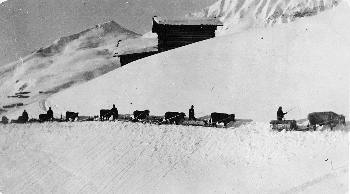 Holzfuhr zum Strassberg - Vieh (vermutlich Ochse) mit Holz geladene Schlitten auf dem Schnee hinter sich herziehend - Eine Person au