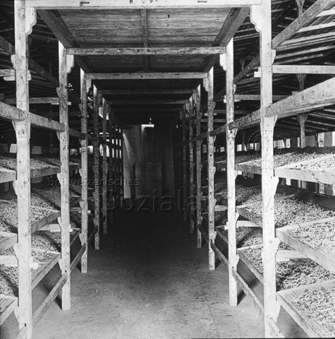 Seidenraupen in Holzgestellen, um 1920