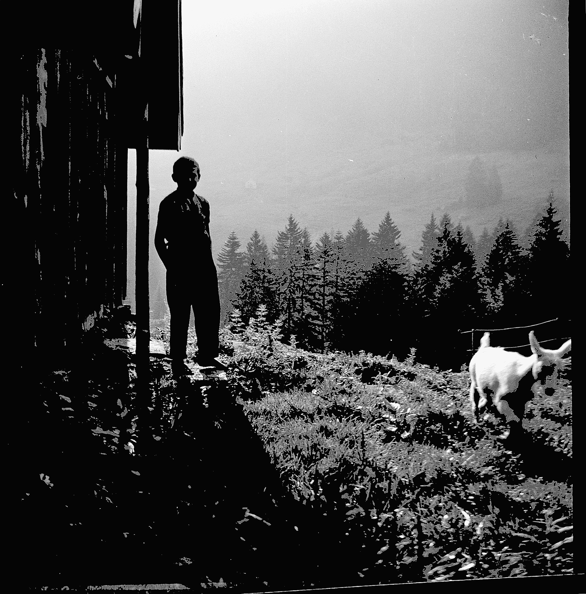 Eine Fahrt zusammen mit den Flawilern auf den Speer - Wandervogel vor einer Hütte stehend - Ziege (1938)