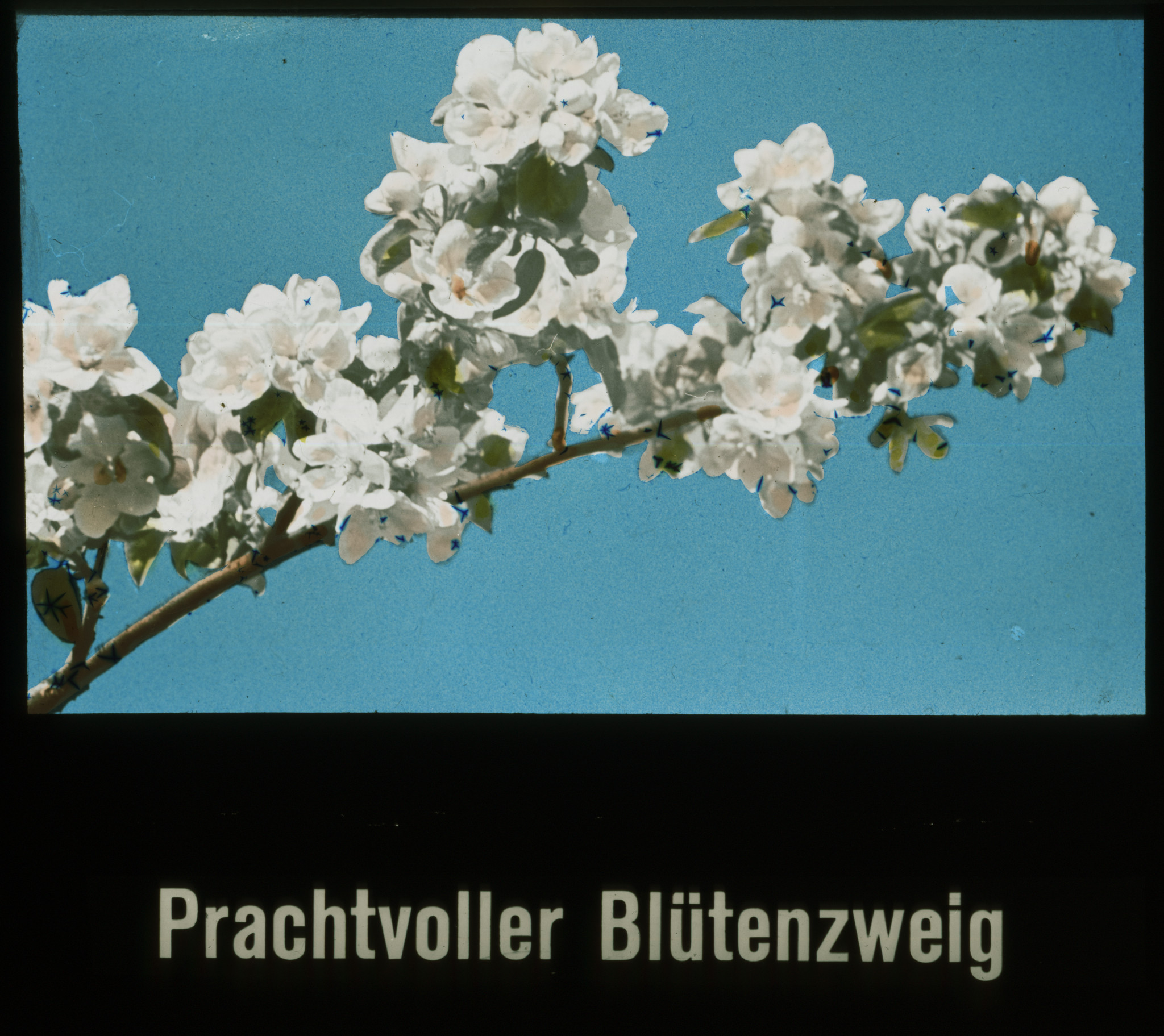 Dia: Zweig mit Blüten: "Prachtvoller Blütenzweig".