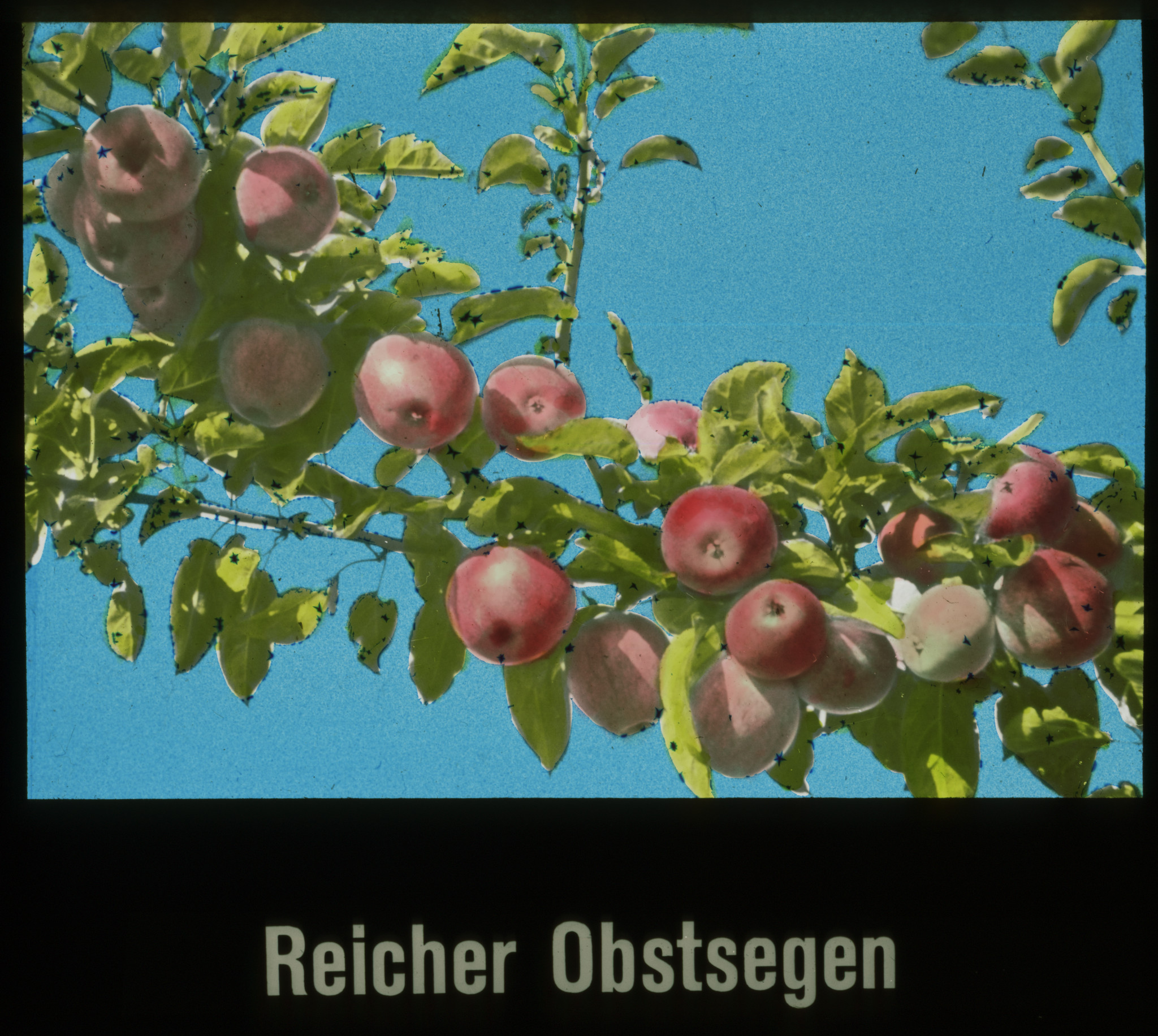 Dia: Zweige eines Apfelbaumes: "Reicher Obstsegen".