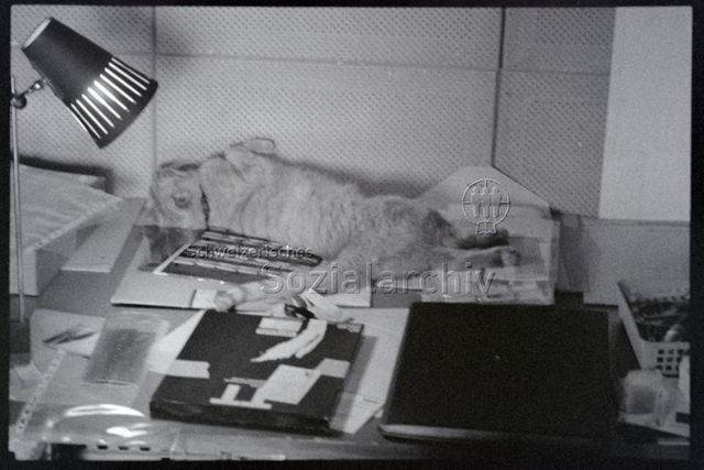 Umbau Juli 1988, Katze im Büro