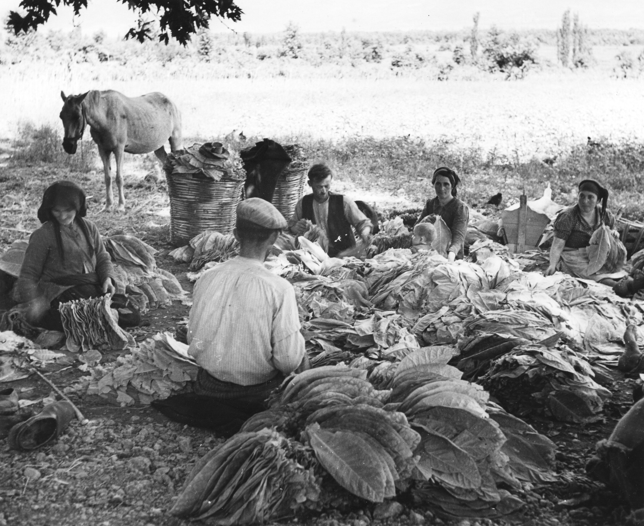 "Tobacco cultivation in Greece. - Sorting leaves". - Tabakblätter werden sortiert