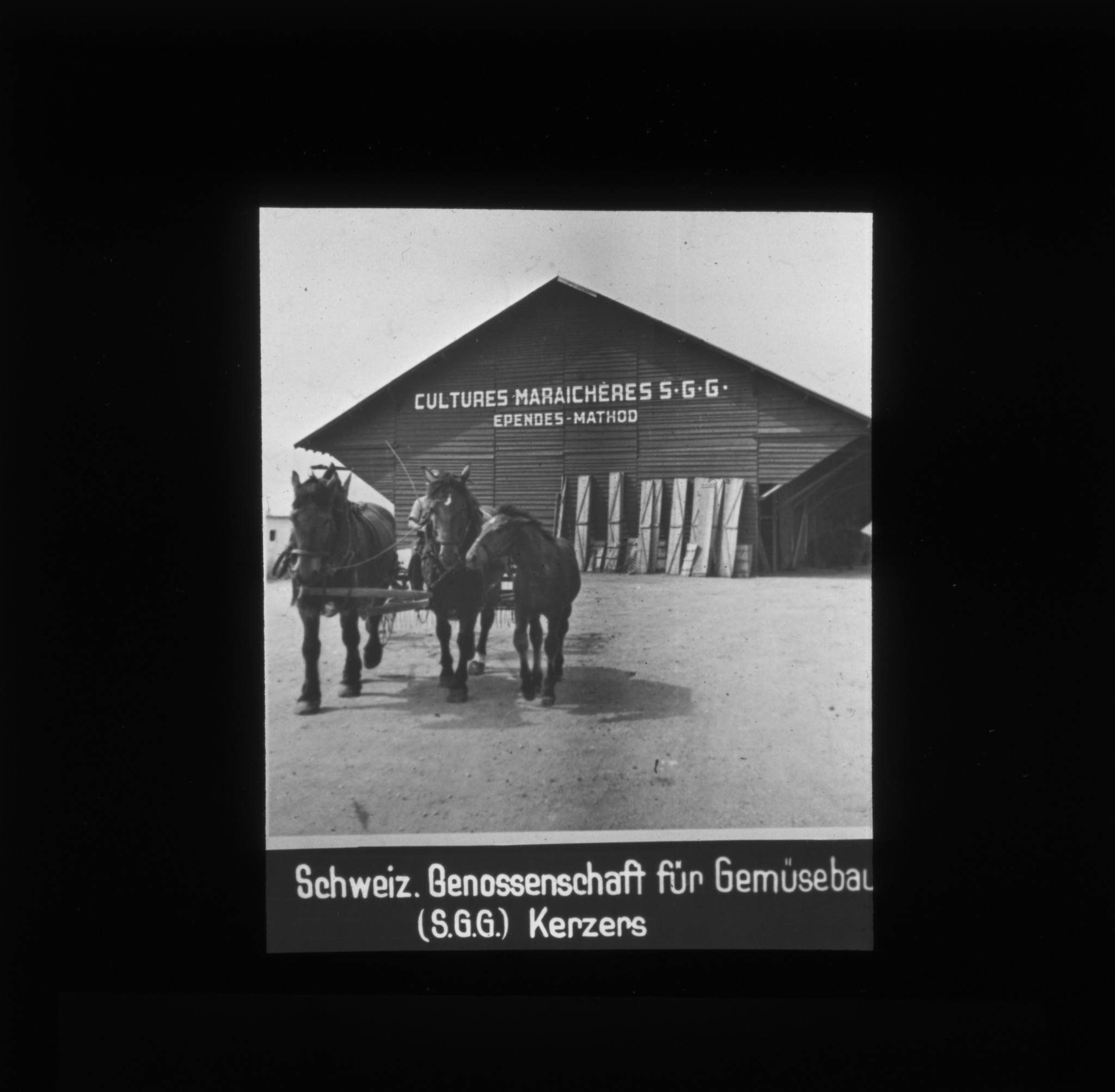 Dia: Schweizerische Genossenschaft für Gemüsebau (S.G.G.) Kerzers: Pferdefuhrwagen vor einer Scheune mit der Aufschrift: "CULTURES MARAICHÉRES S.G.G. EPENDES MATHOD".