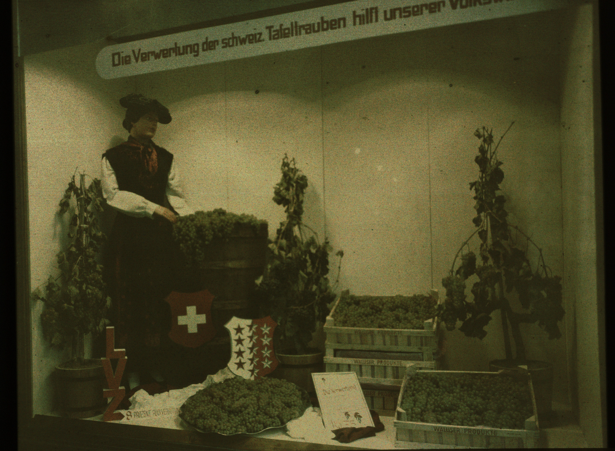 Dia: Fotografie einer Ausstellung: "Die Verwertung der schweiz. Tafeltrauben hilft unserer Volkswirtschaft". Weinbäuerin in Trachte, Walliser Wappen, Trauben und LVZ-Signet.
