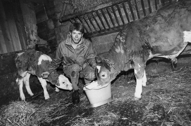 Mann im Stall beim Füttern von Kuh und Kalb; um 1990