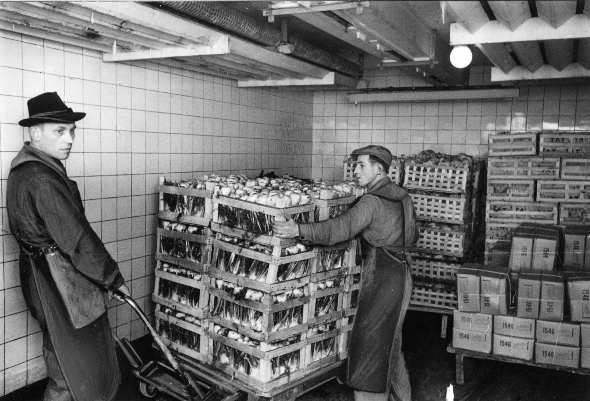 Zwei Männer transportieren ein Palette mit in Kisten verpackten Fencheln aus einem Kühlraum