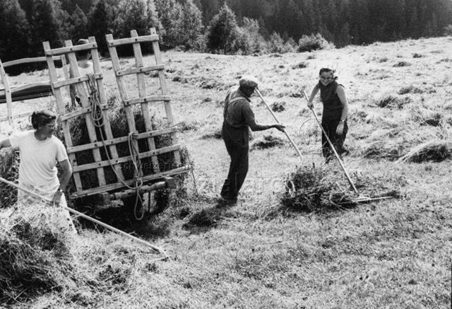 "Aktion 7" - Heuerlager in Ardez" - Bauer und zwei Jugendliche beim Heuen und Beladen des Heuwagens; 1966