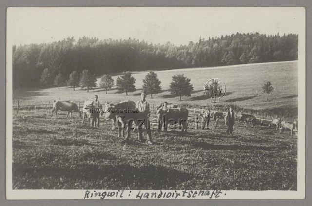 Ringwil: Landwirtschaft