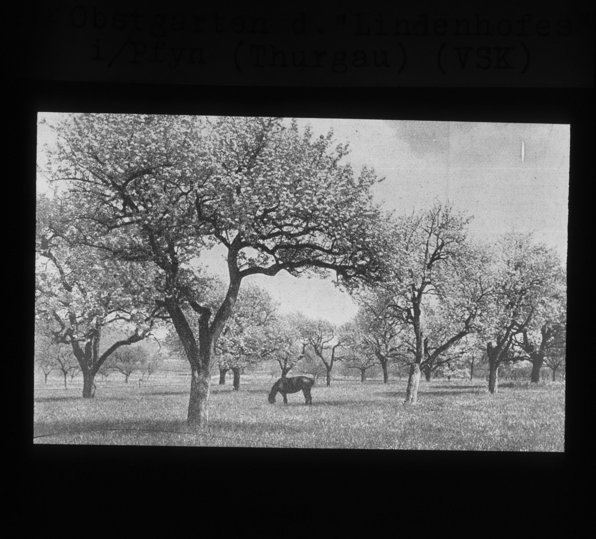 Dia: Obstgarten des "Lindenhofes" des V.S.K. (Verband schweizerischer Konsumvereine) in Pfyn: Bäume und ein Pferd.