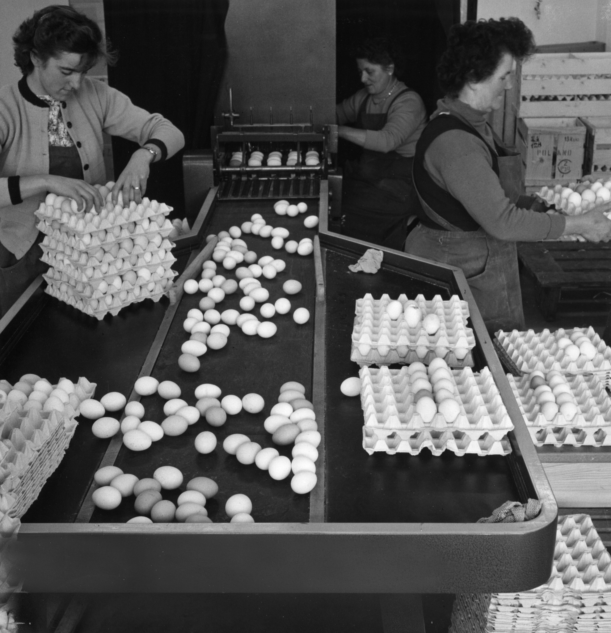 Frauen beim Verpacken von Eiern am Fliessband