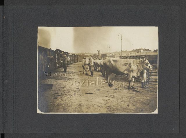 Fotoalbum "Standortschlächterei München im Weltkriege 1916