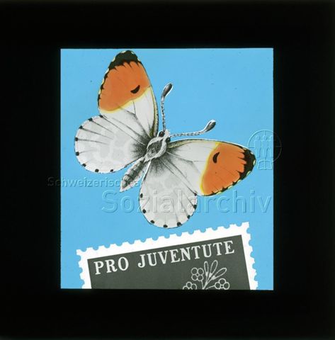 Diaserie von Kinodias, "alten Dias" und Karten der Pro Juventute; "Pro Juventute"; Schmetterling; um 1970