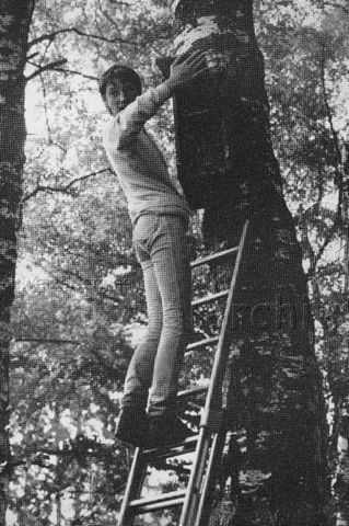 "Aktion 7" - Junger Mann auf einer an einen Baum gelehnten Leiter bringt ein Vogelhaus an; um 1980