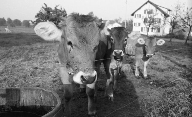 Eschenbach LU, Herbst 1971