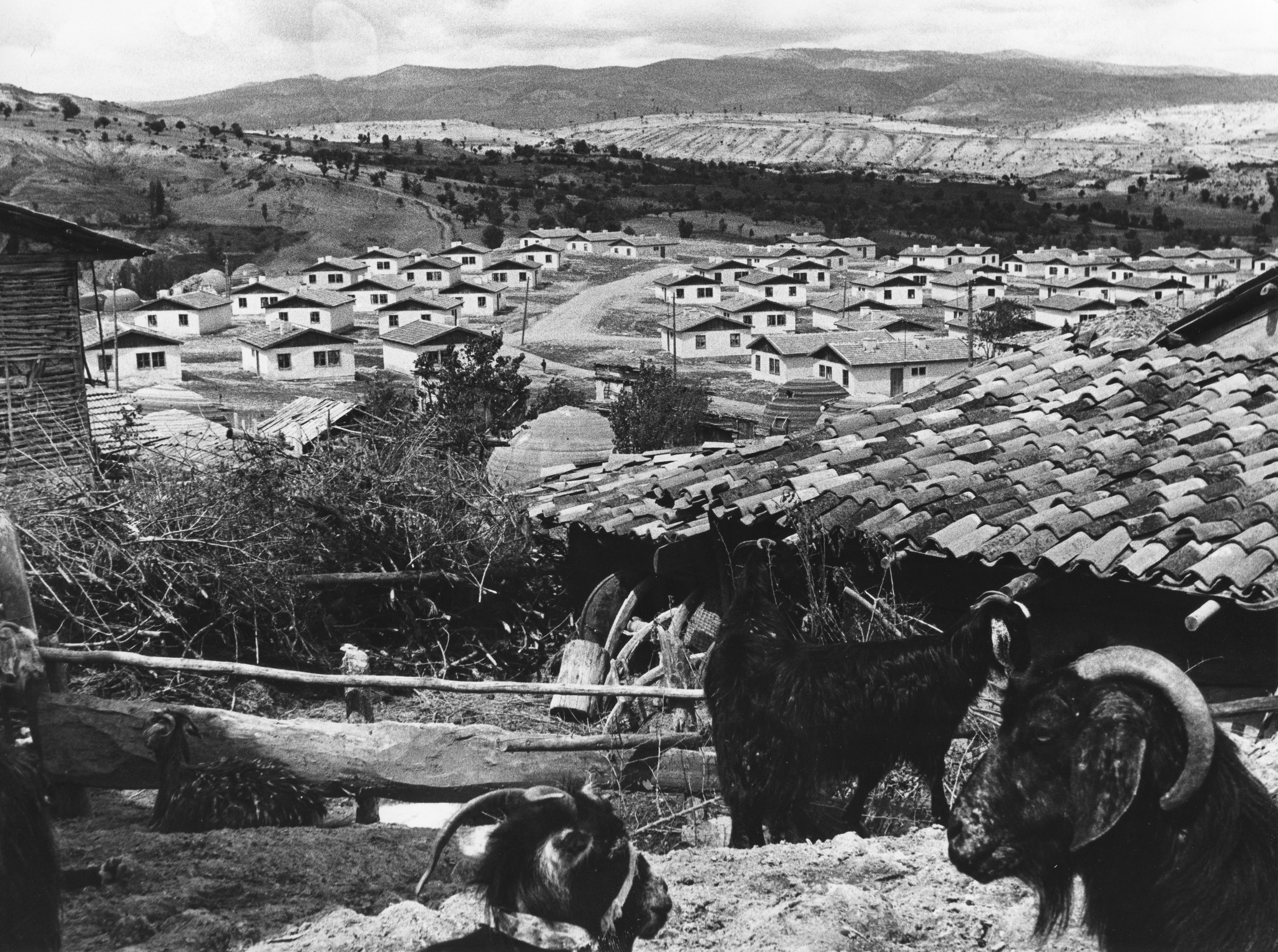 Türkei: Erdbeben; ein türkisches Dorf mit Ziegen im Vordergrund