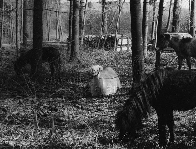 "Zigeunerlager, FZA Bachwiesen", Zürich - Esel, Ponys und Lama angebunden im Wald; um 1975