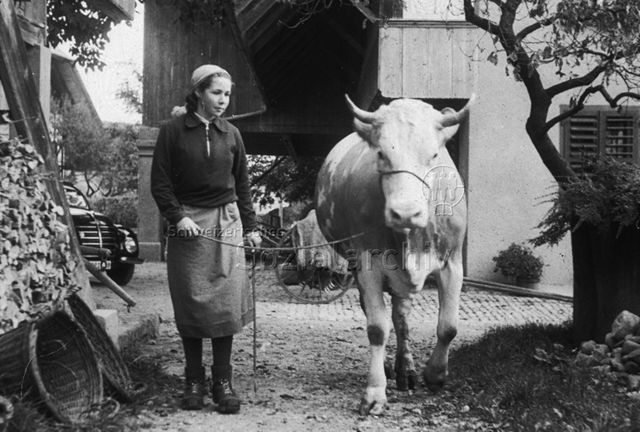 "Tiere im Heim: Kuh" - Junge Bäuerin mit Kopftuch hält im Innenhof des Bauernhofes eine Kuh an der Leine; um 1960