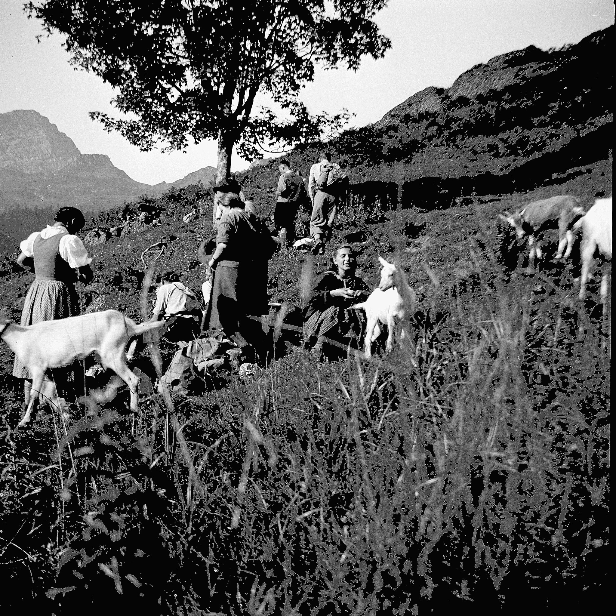 Eine Fahrt zusammen mit den Flawilern auf den Speer - Rastende Wandervögel mit Ziegen (1938)
