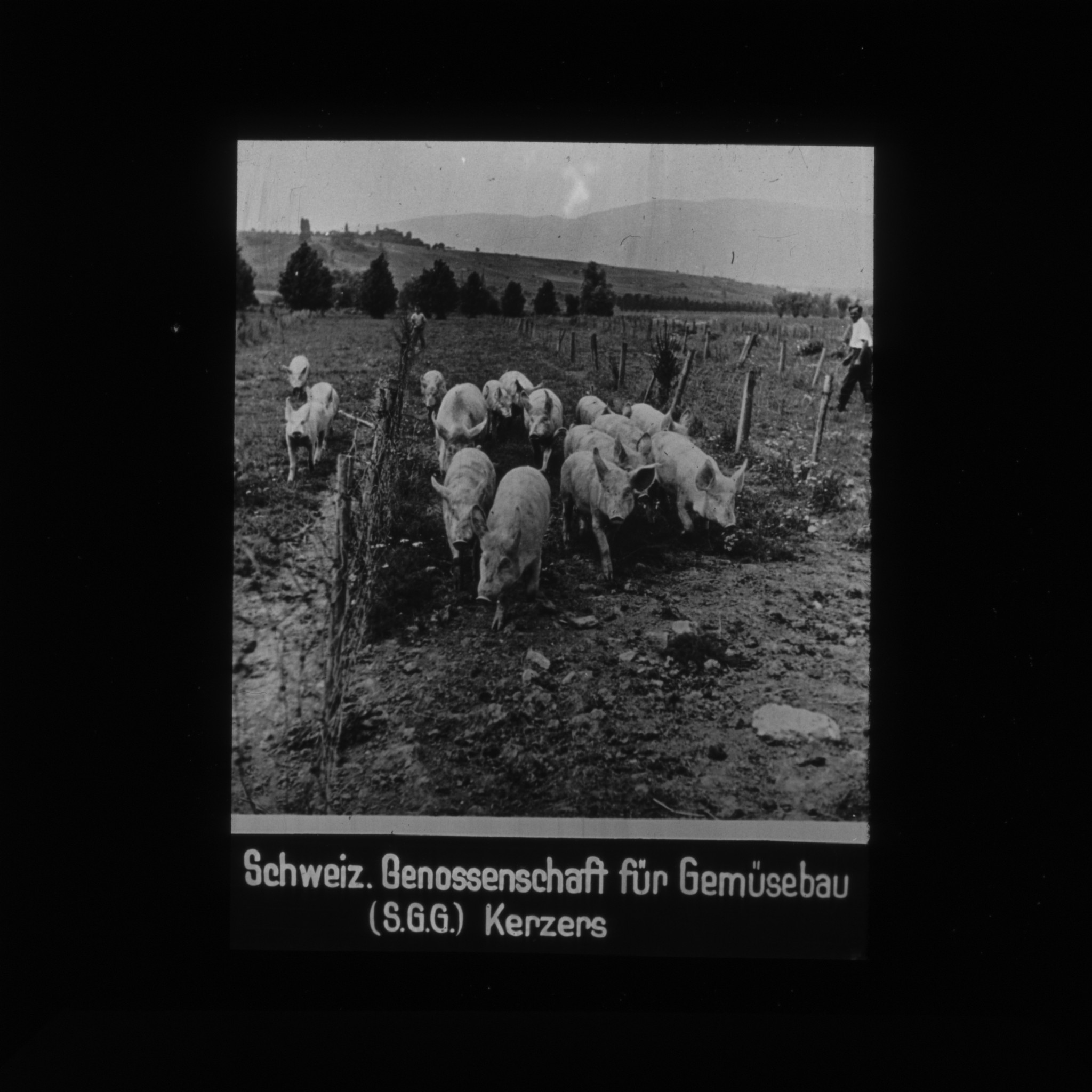 Dia: "Schweiz. Genossenschaft für Gemüsebau (S.G.G.) Kerzers": Schweine auf einem Feld.