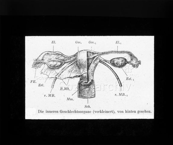 Diaserie zum Thema Schwangerschaft, Geburt, Entwicklung des Kindes und die weibliche Brust; "Die inneren Geschlechtsorgane (verkleinert) von hinten gesehen" - Illustration mit Bezeichnungen; um 1956