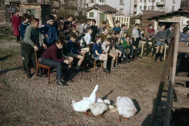 "Freizeitanlagen, Gemeinschaftszentren: Gänse im "Robi" (Robinsonspielplatz) Heuried, Zürich" - Kinder, auf Stühlen sitzend oder stehend, daneben sind weisse Gänse am Fressen; um 1970